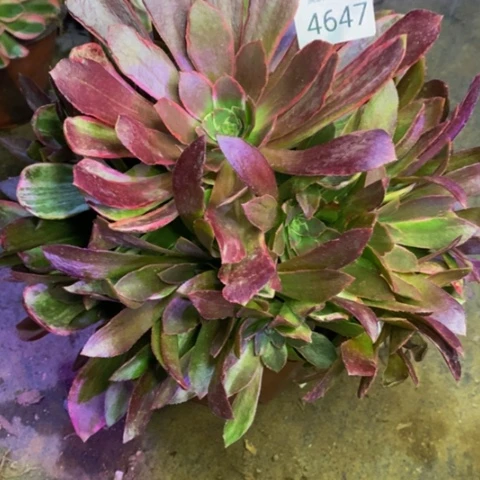 浣纱多肉植物4647