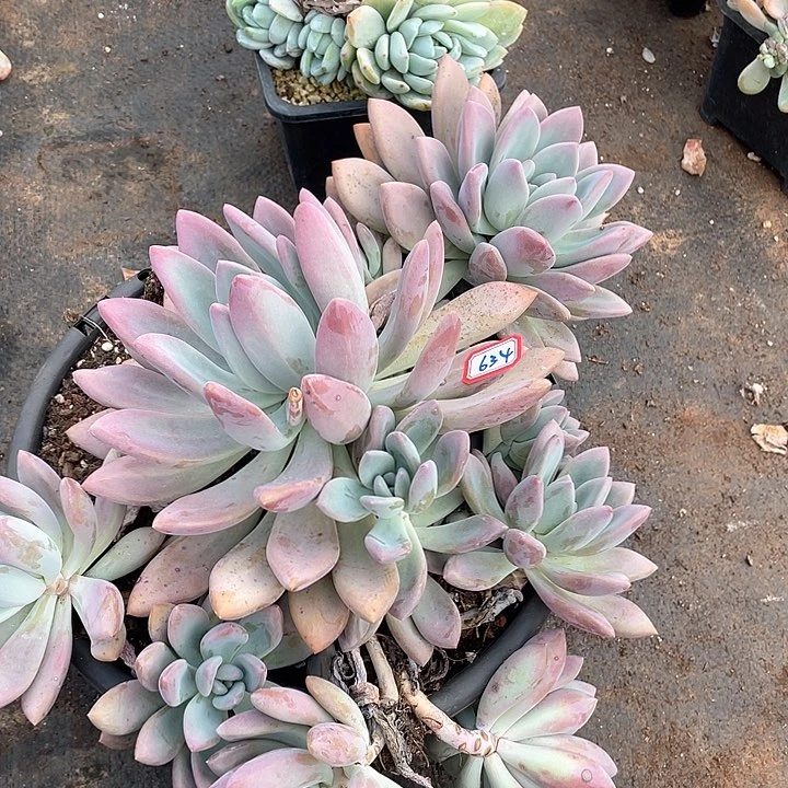 634奥普 一物一拍多肉