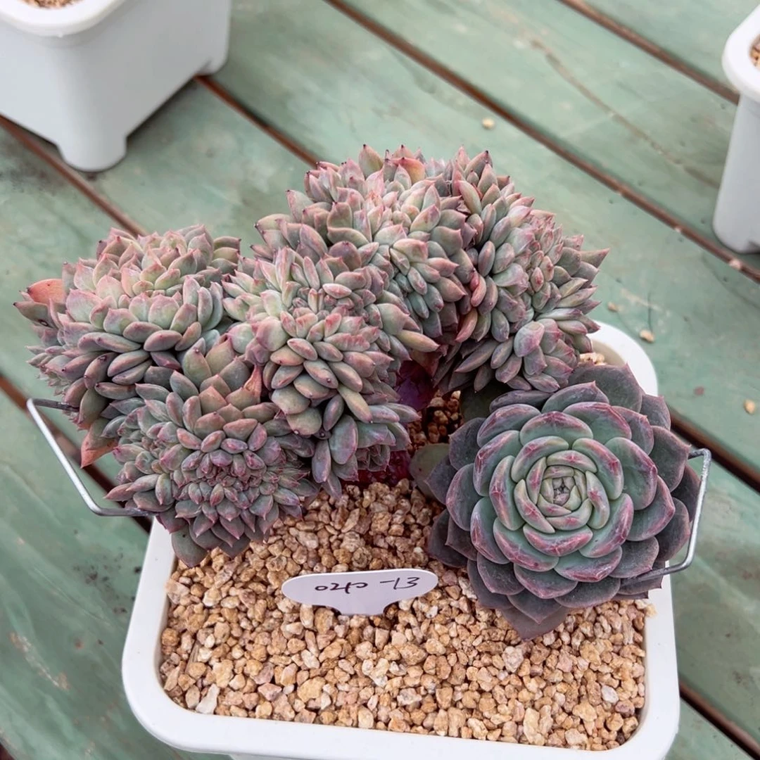 小**?0210-13粉糯心冰魄树缀