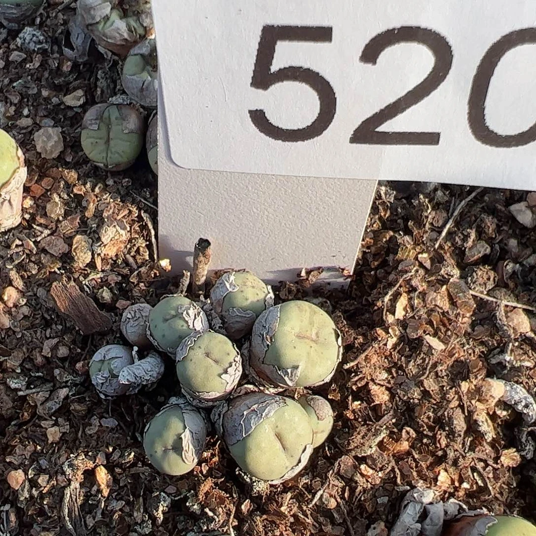 一物一拍脱土发。   520