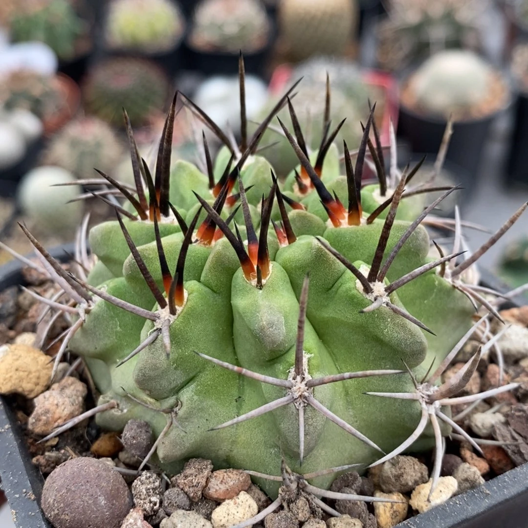 植播园艺绿皮素装玉