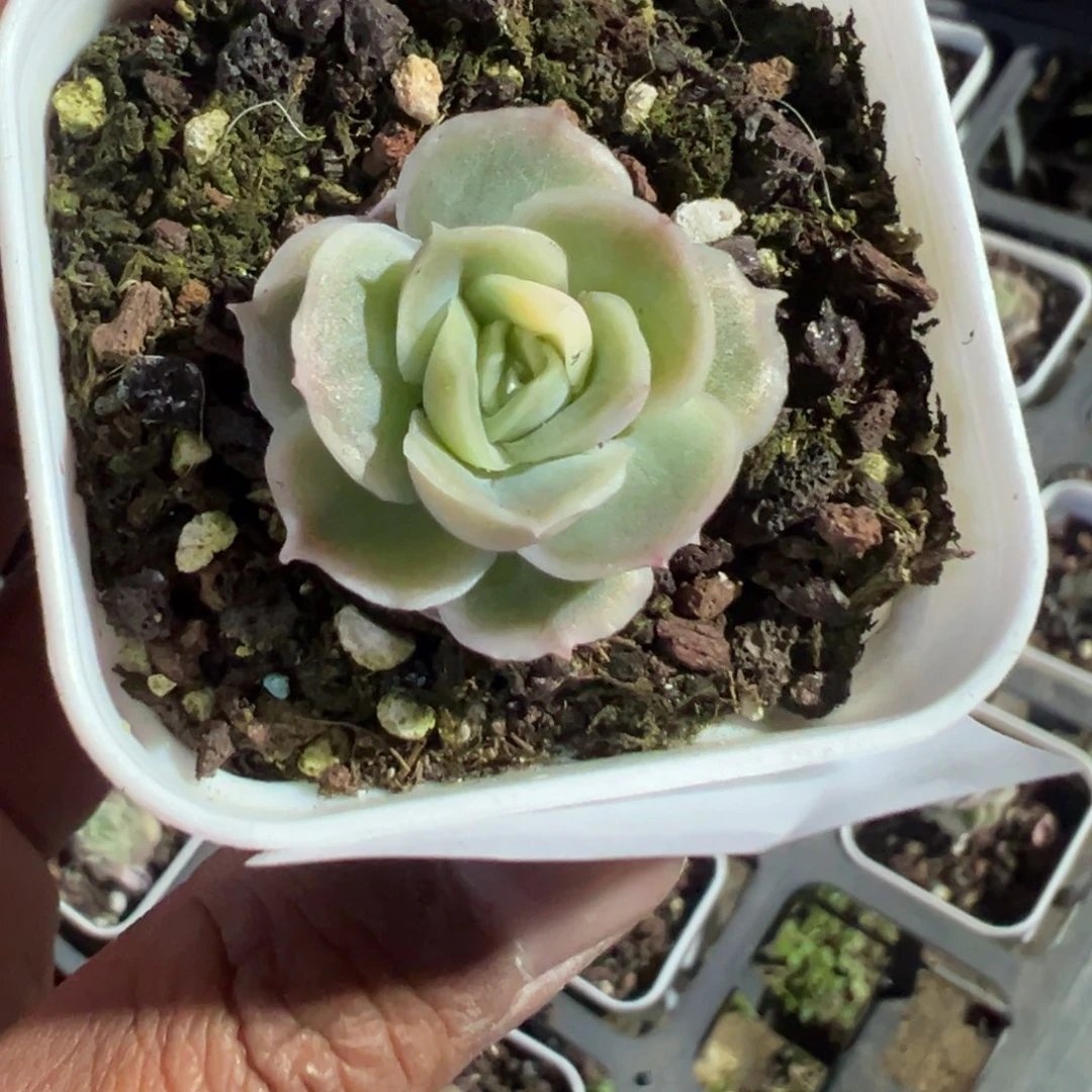 722号水晶虾饺一物一拍