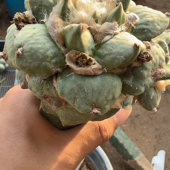龙牙杂交怒涛仙人球0197