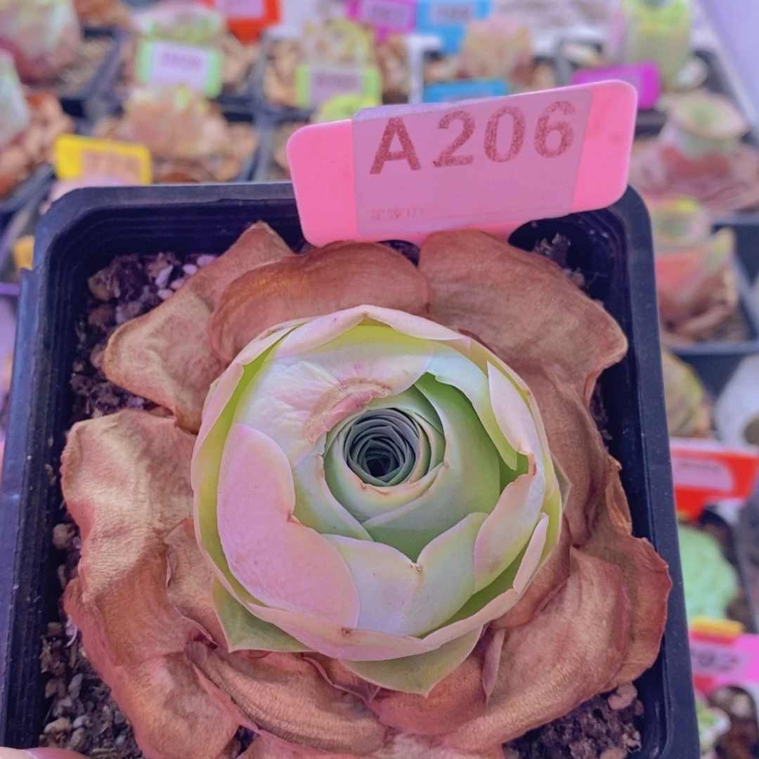 山地玫瑰一物一拍爱晚晴206