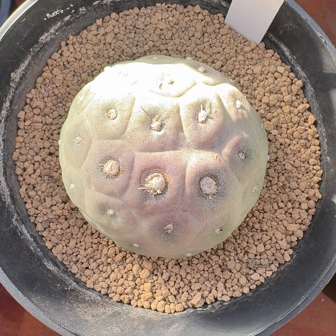 124号习志野仙人球