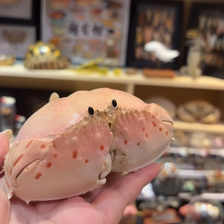 真实大卷折馒头标本