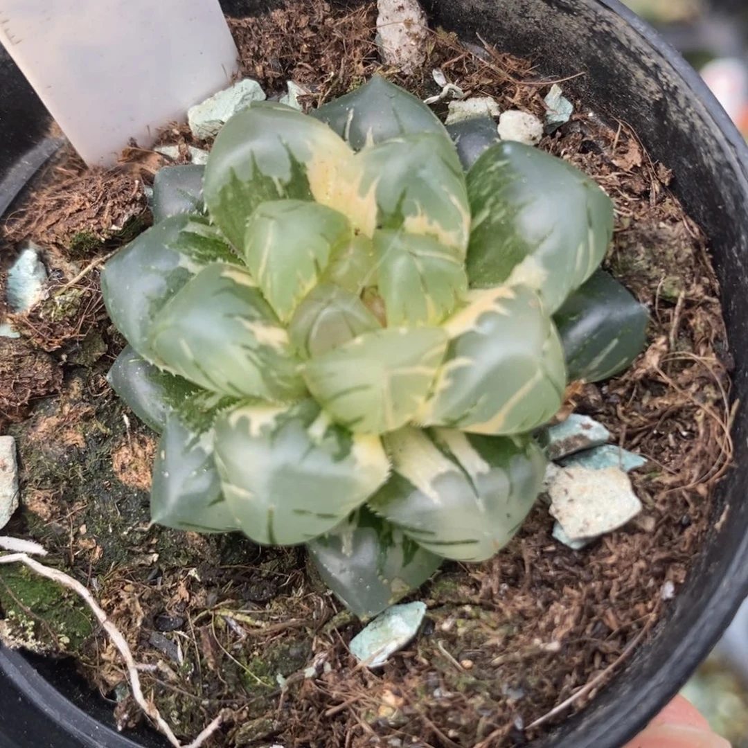 234水中月玉露锦一物一拍