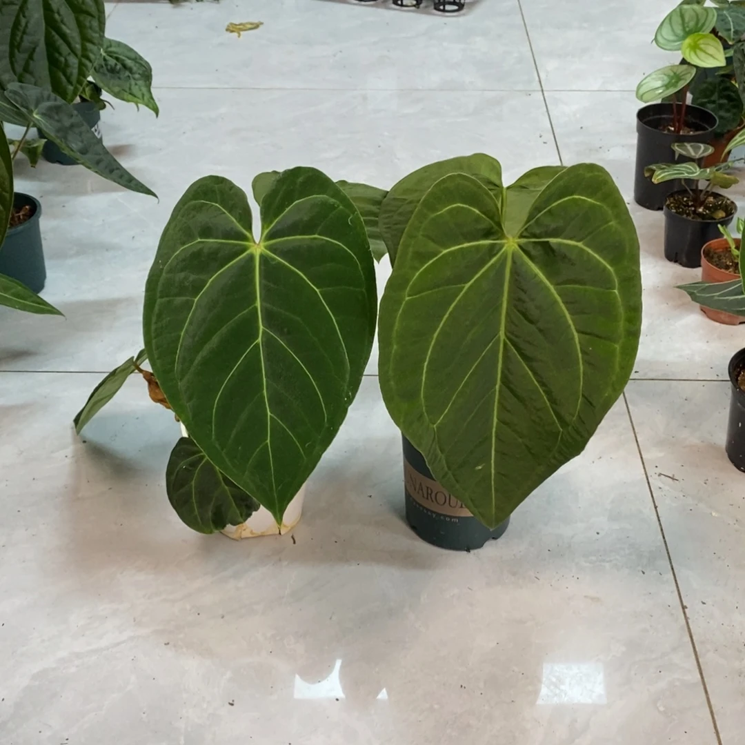不开花植物8219帝王杂加通湖+红水晶杂印尼丝绒（不售后）