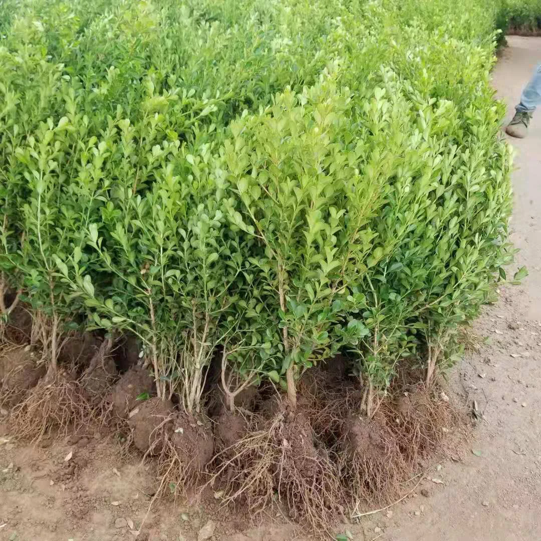 小叶瓜子黄杨买100送十颗包邮根系发达成活率高