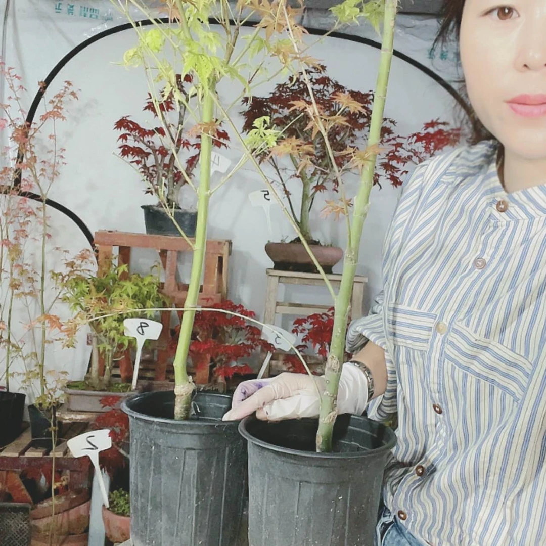 【闪购商品】完全开放阳**茶