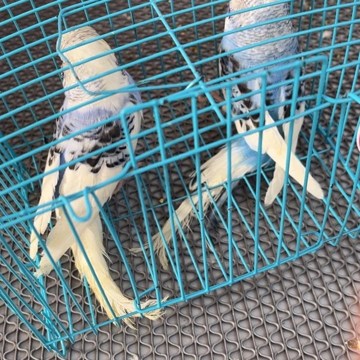 用***户虎皮鹦鹉虎皮鹦鹉