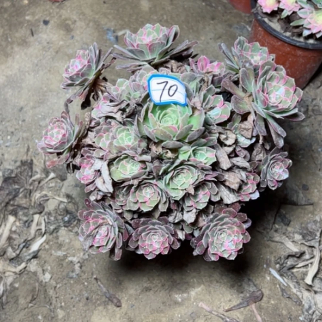 【闪购商品】东****鱼安娜70