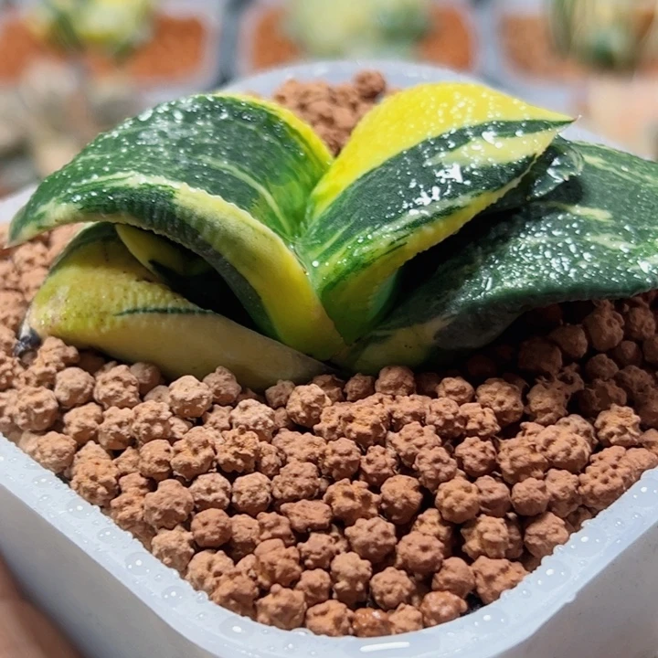 十二卷多肉卧牛锦