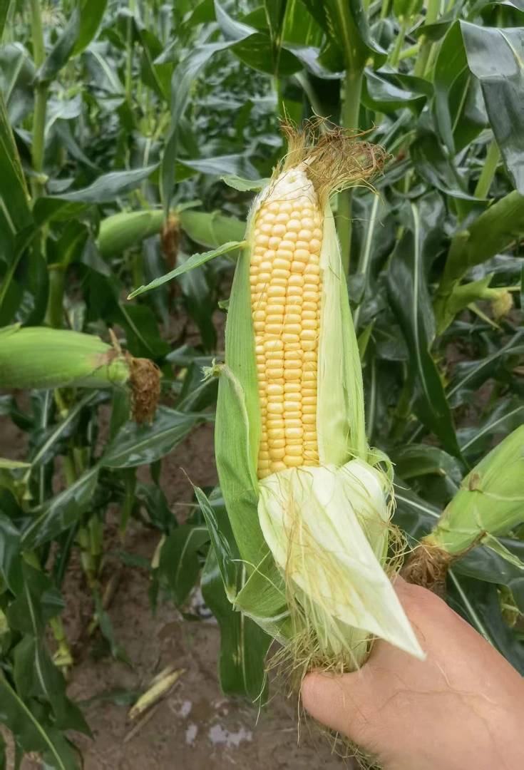 （脆甜）安徽芜湖江北新鲜玉米甜玉米可生吃包谷苞谷露天种植