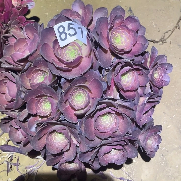 多肉植物法师851美金玫瑰