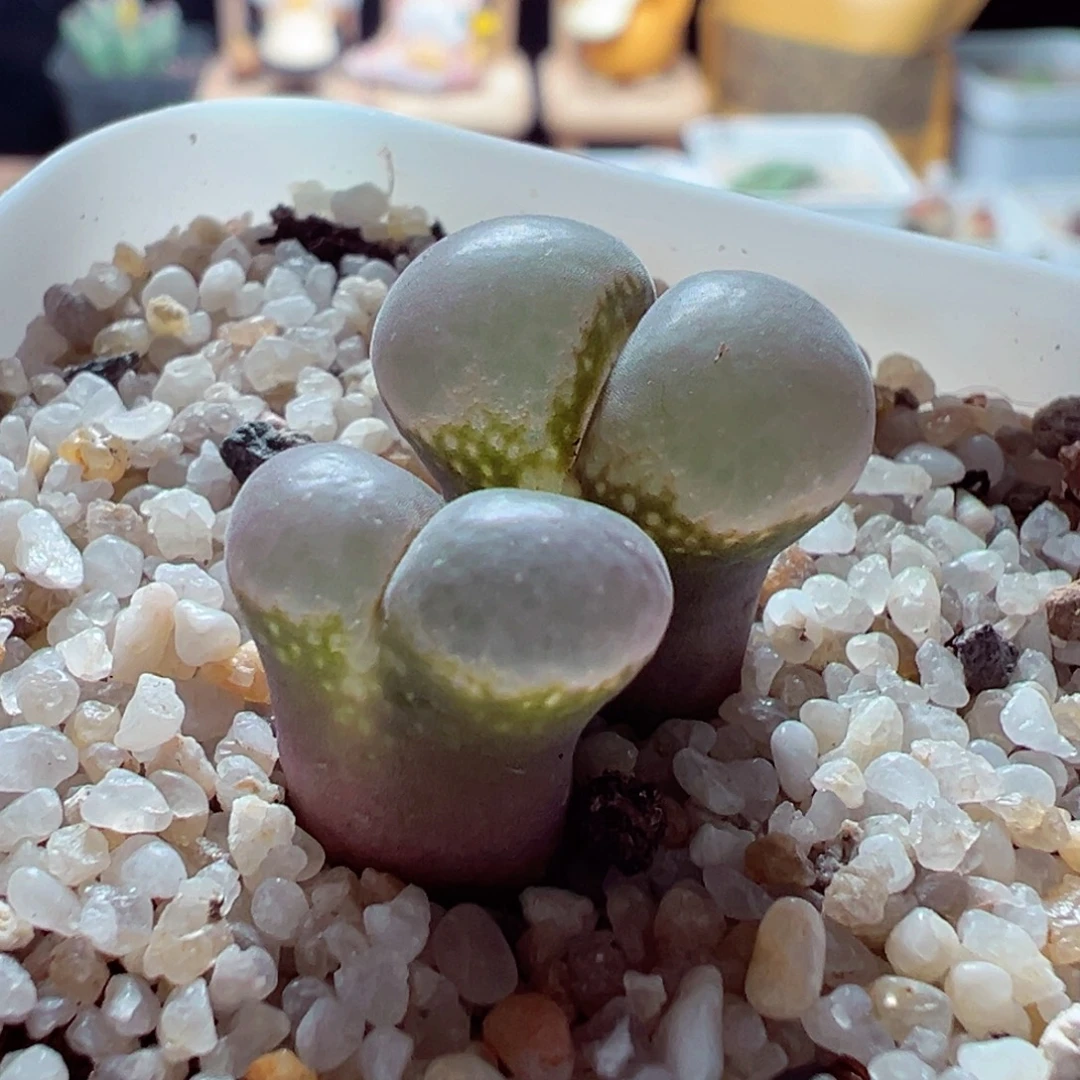 1130-956多肉多日