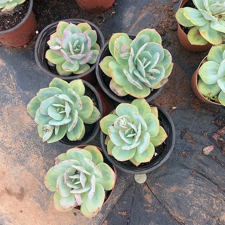 @***妹多肉植物实物直播实物276