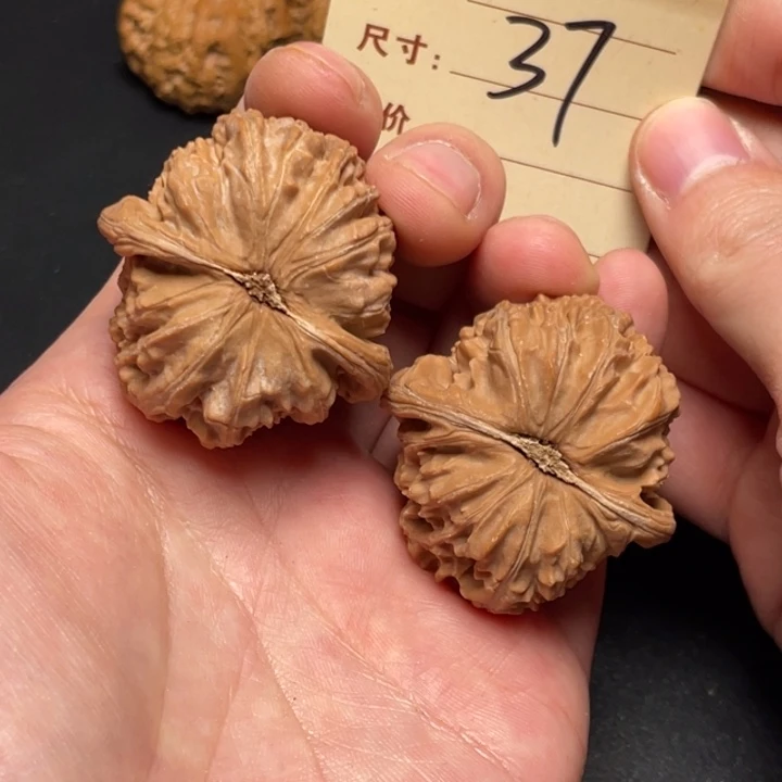 把件文玩核桃白狮子41尺全品白茬打底发37