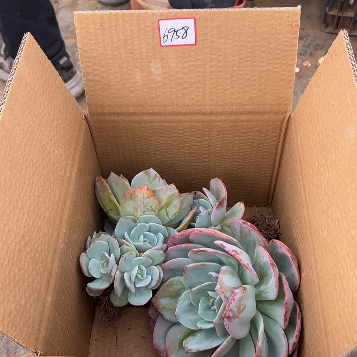 上***办地栽血凤瑕疵两棵装昆明发货