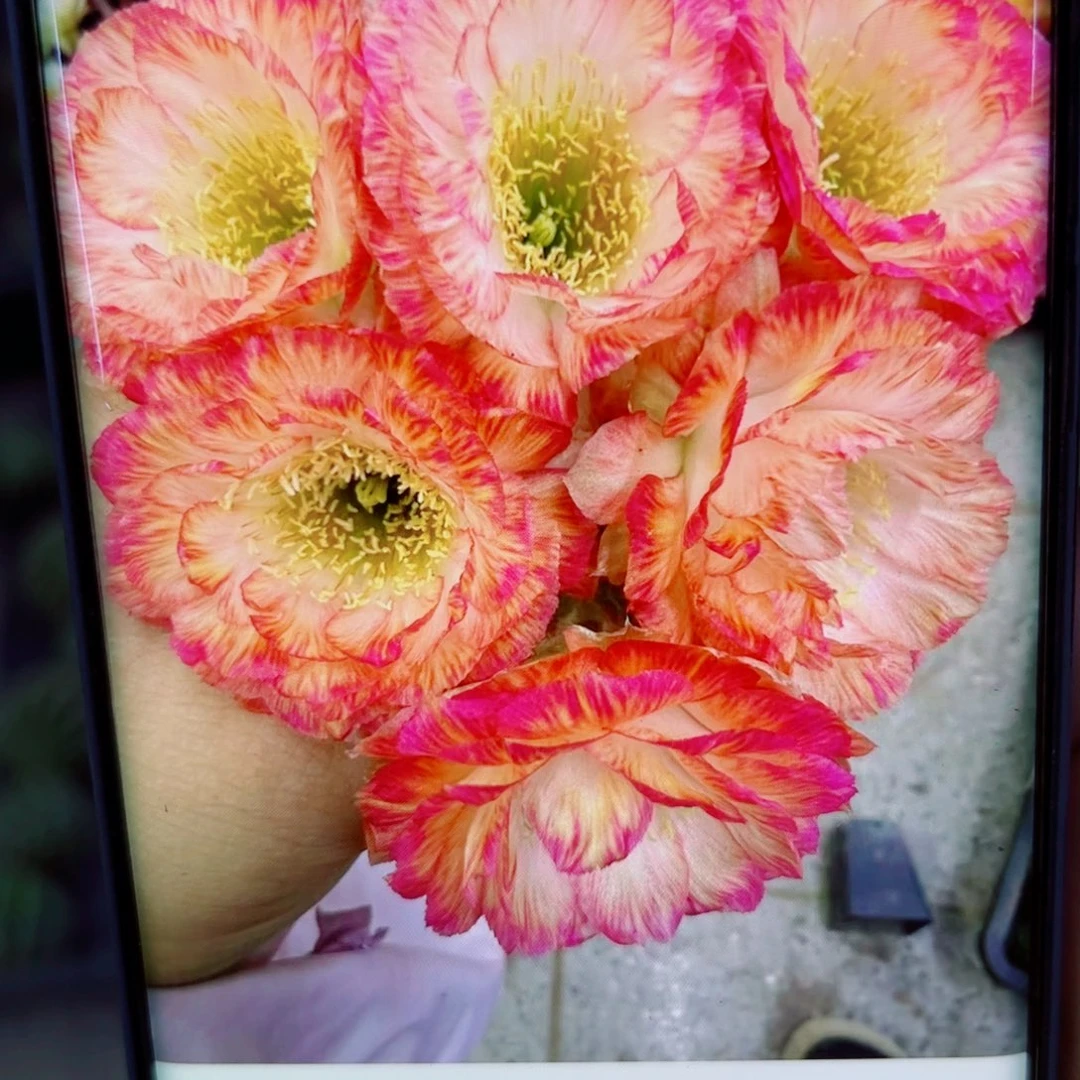 下20丽花美3 歪无根侧芽2公分左右20包邮