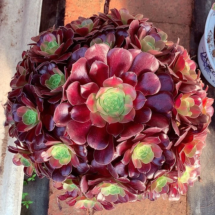 花纳锦,多肉植物