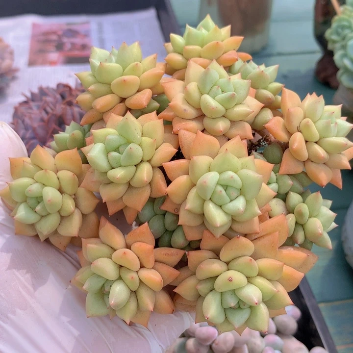 象牙无砍老庄无砍自然