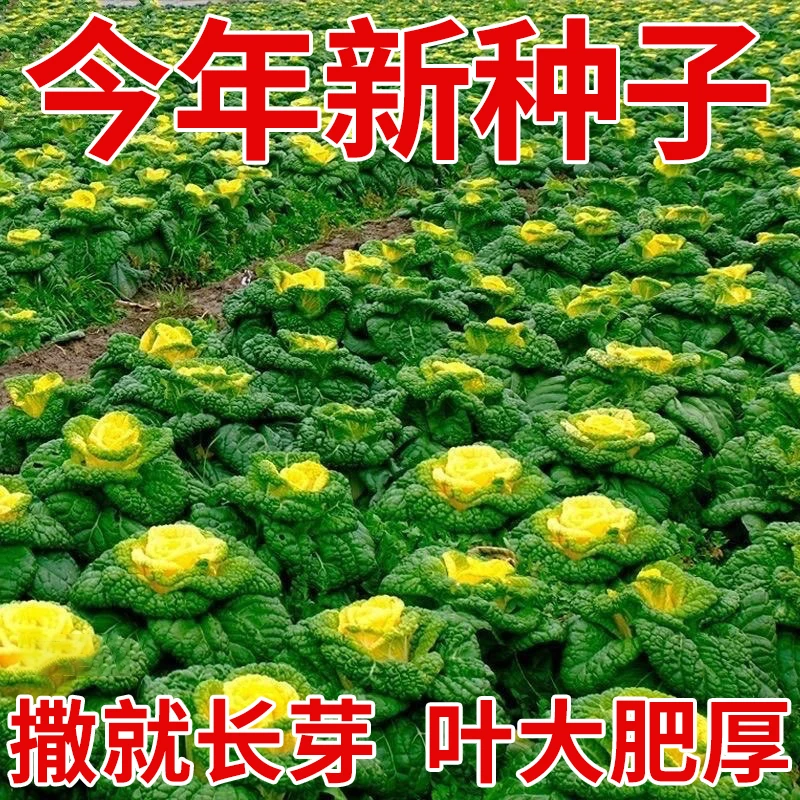 黄心乌塌菜种子耐寒耐湿大田庭院种植菊花心奶油黄心菜蔬菜种子孑