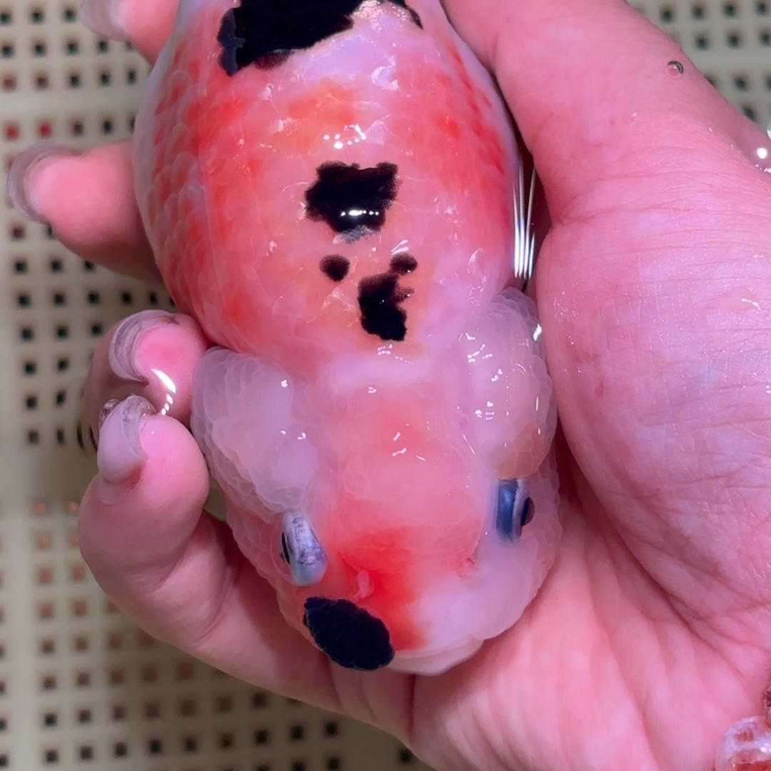 忠***家金鱼拍包装包邮，不拍包装运费到付