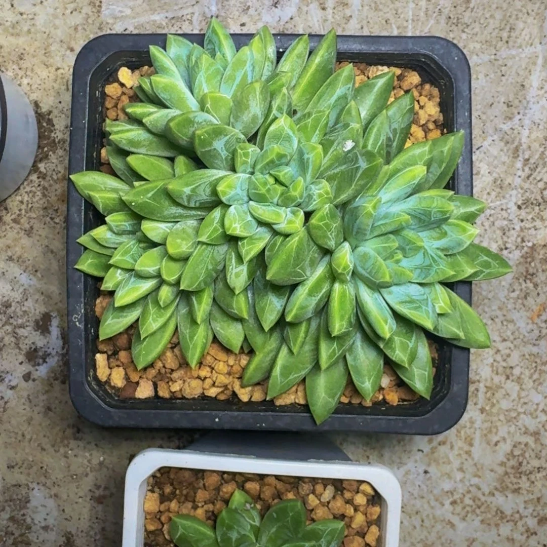 水晶萝莉 4头 一物一拍