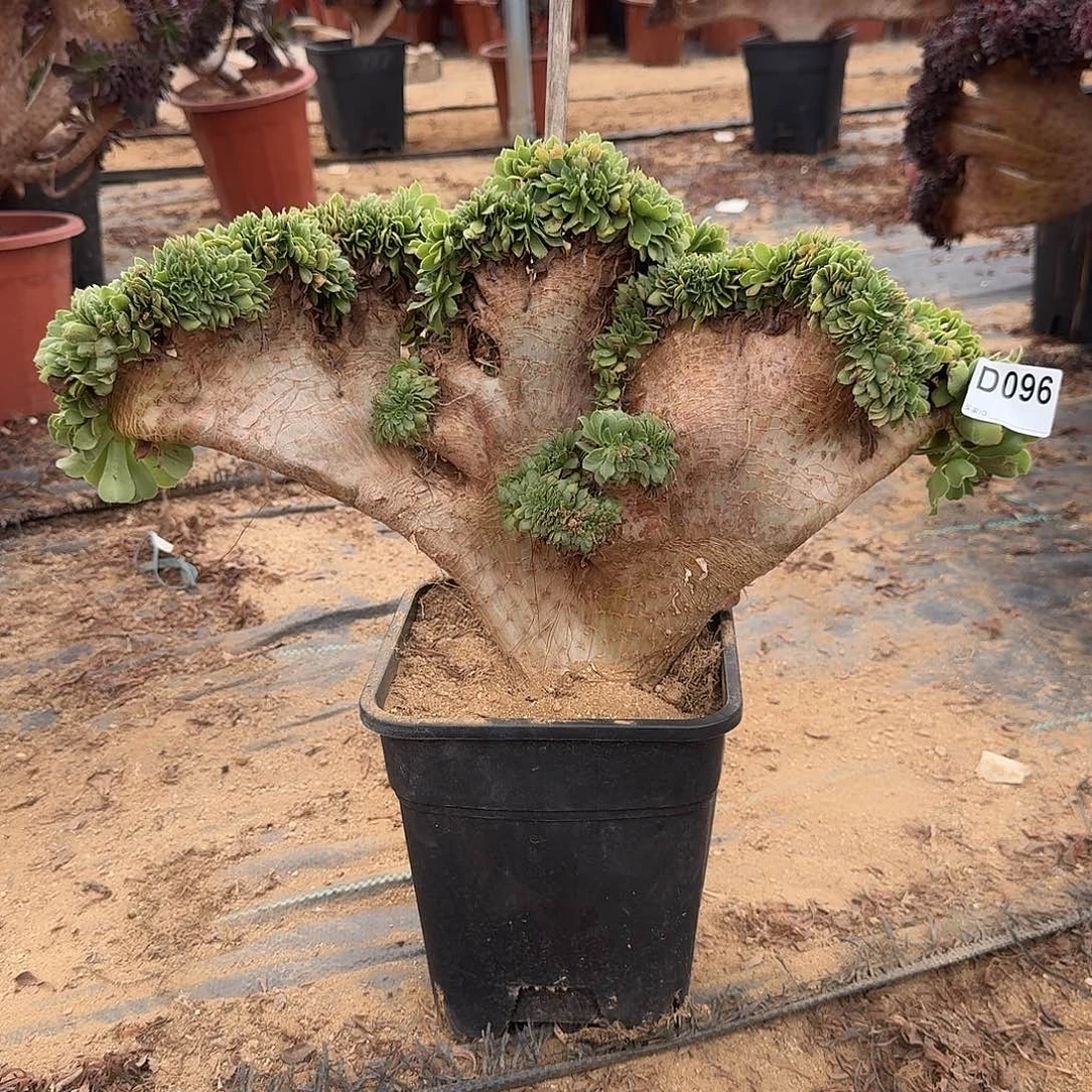 096绿缀一颗呀48官府有侧修