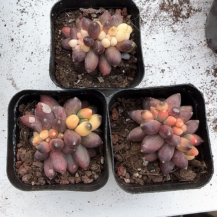 小*青蛙王子儿童牙膏111