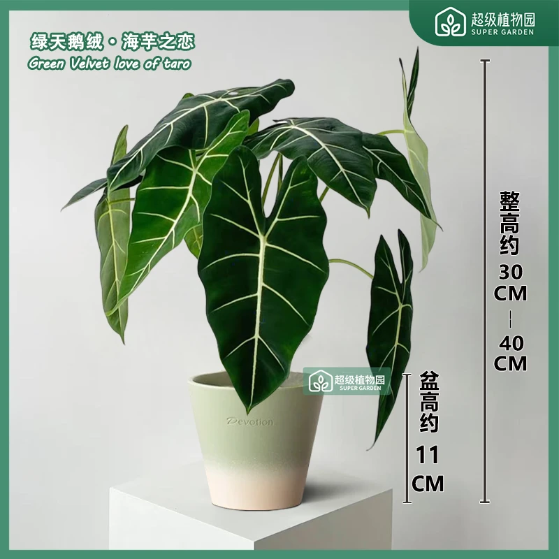 绿天鹅海芋盆栽室内绿植竹芋办公室客厅阳台观叶四季植物30-40cm
