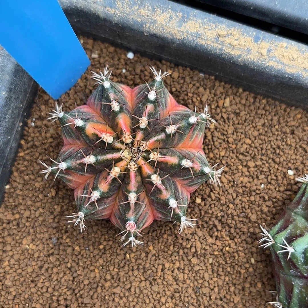 Z1102-1111双十一福利黎明