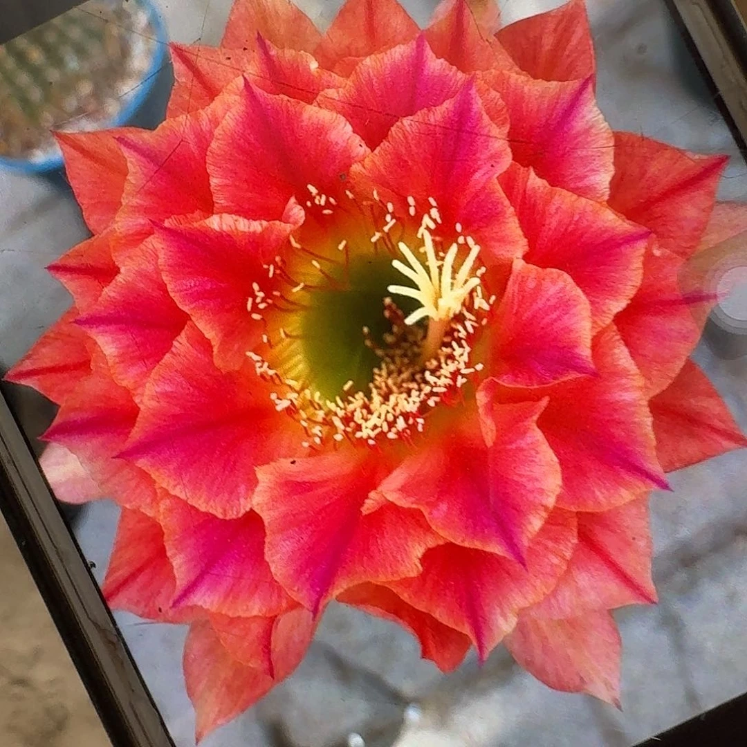 火焰超越根高9公分毛花柱容易掉刺