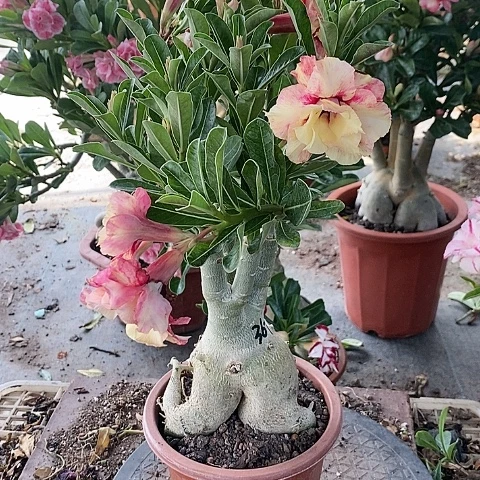 【闪购商品】无花朵一**金