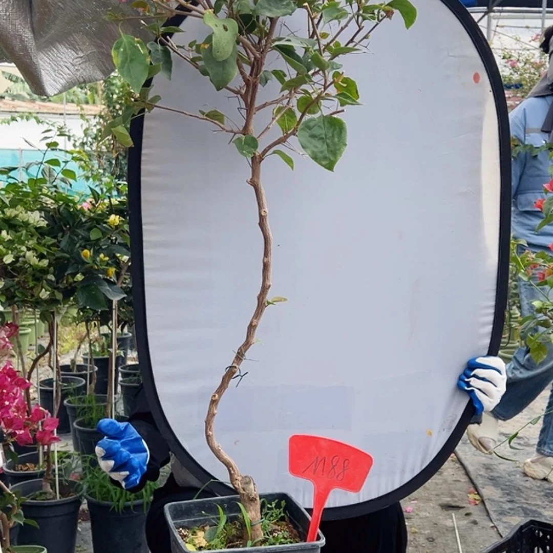 柿***丽大部分花苞少量开放M88不甜西瓜