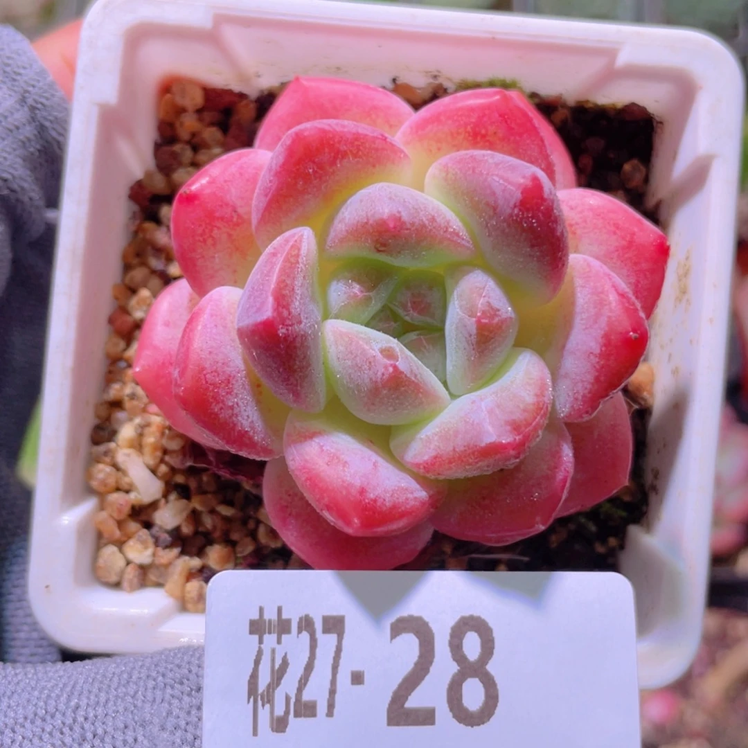 花利美27-28刚毅