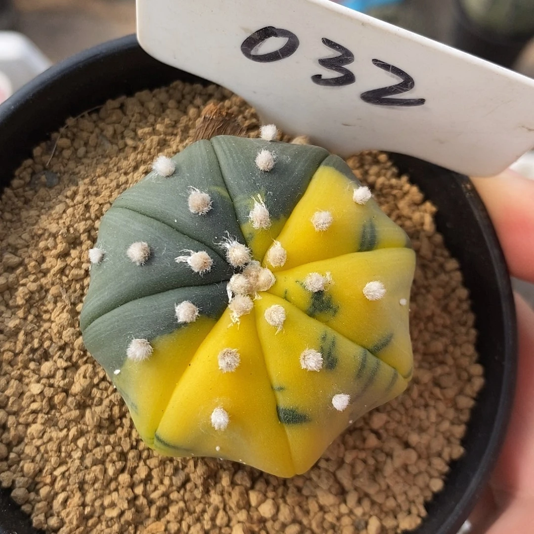 032海星兜锦系列福利