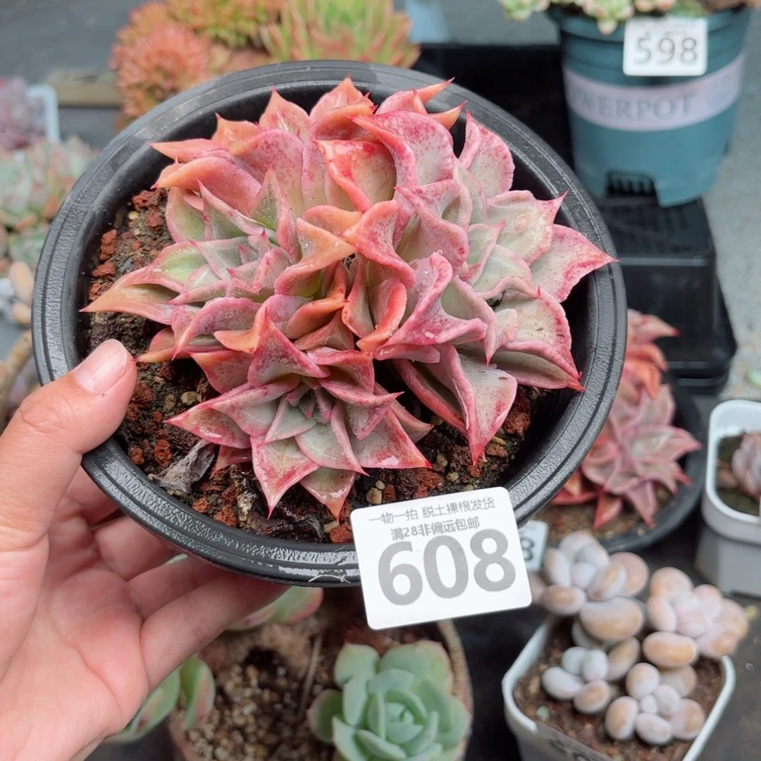 饺子皮无盆土发货