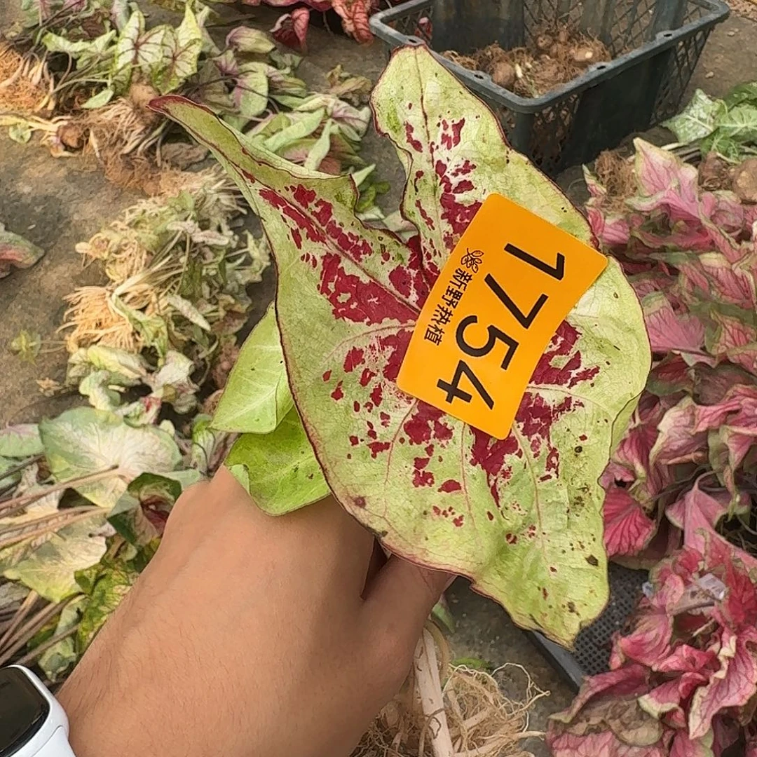 完全开放1754覆盆子裸球不售后