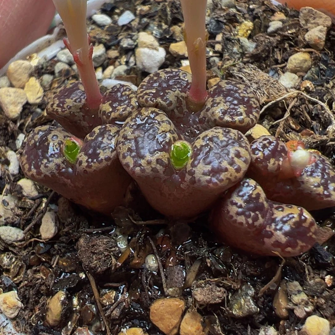 特价鱼子酱勋章多肉植物