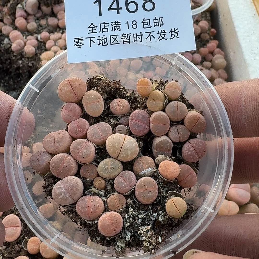 1468 哈哈哈哈哈哈哈哈哈