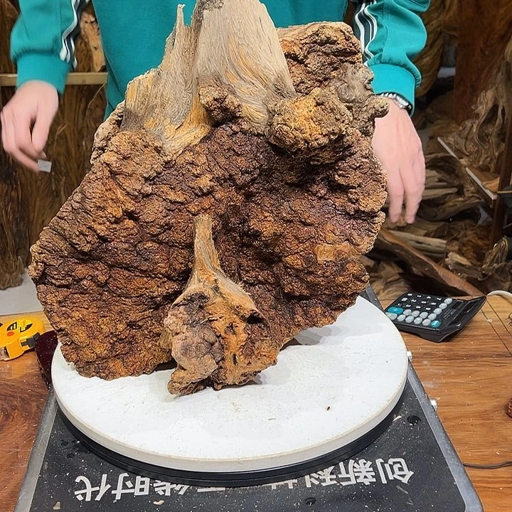 松木（琥珀木）瑞***^