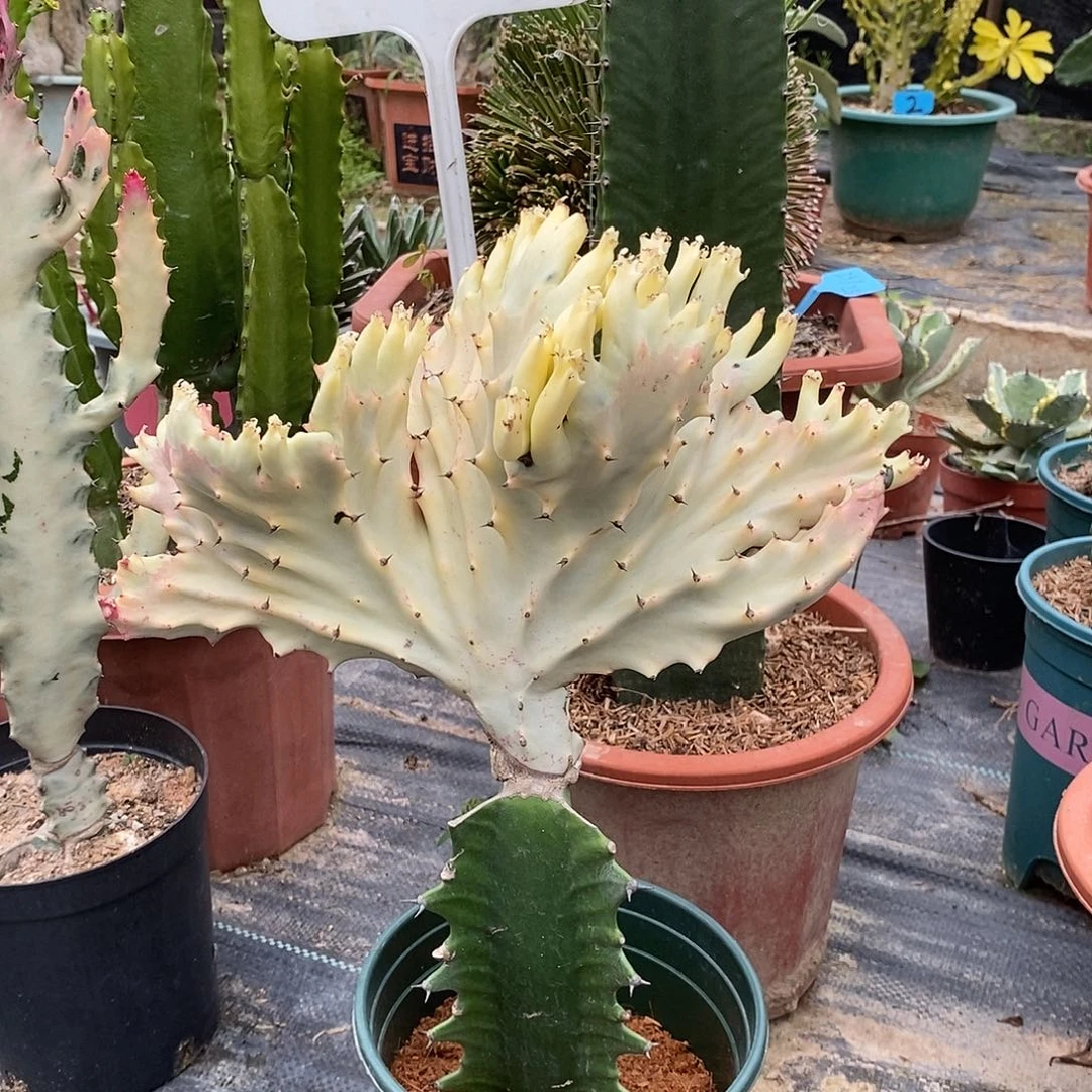 白玉千手一物一拍