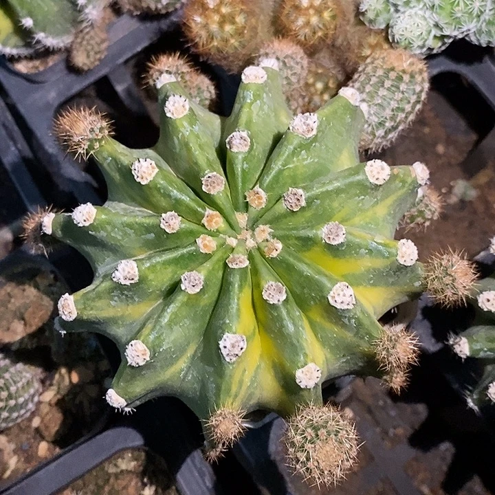 潮流植物世界地图锦一颗完美美主义勿拍