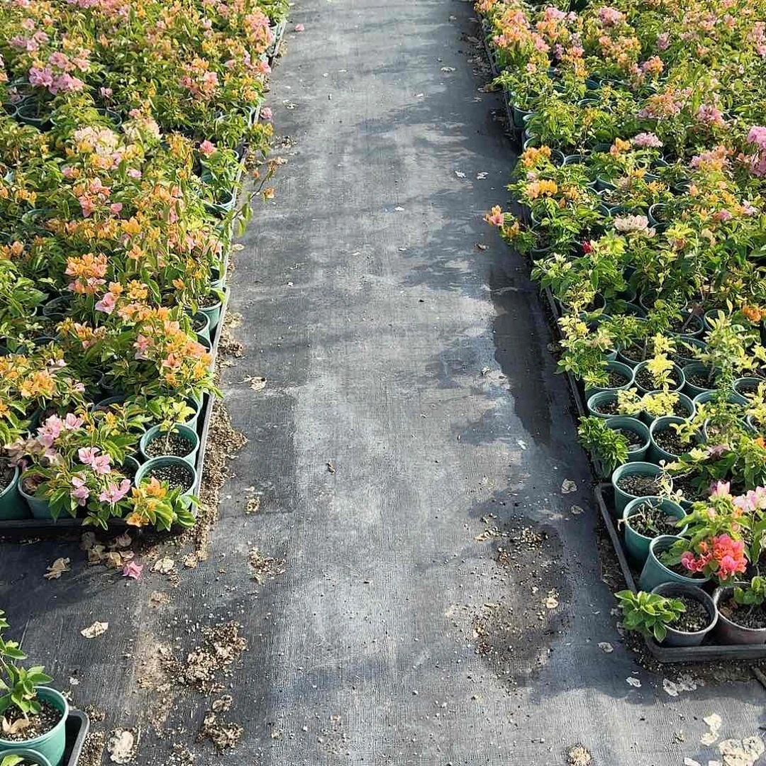 同***勃完全开放苏菲亚和日落