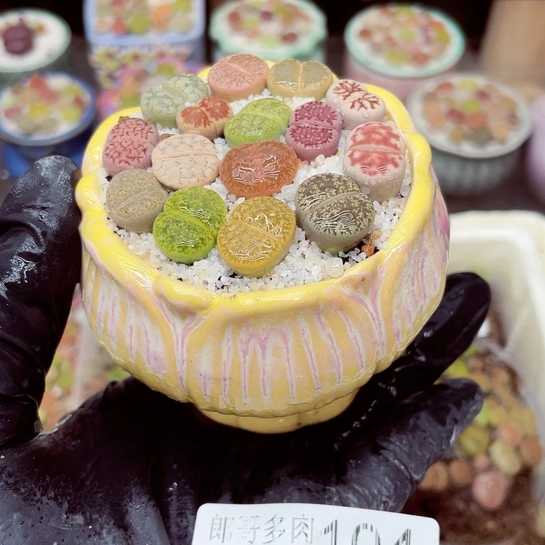 生石花18包邮0915-104