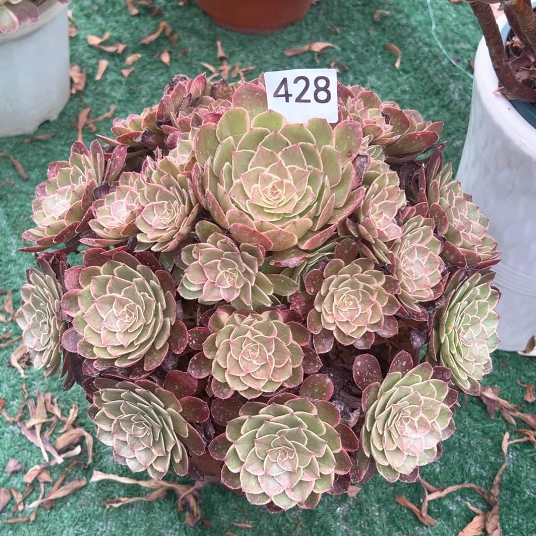 428粉花妖法师多肉植物