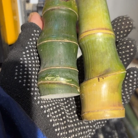 嘉***靖实心竹竹竹竹竹竹竹竹竹竹