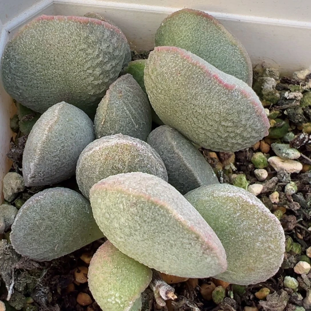 嫦娥磨砂蛋多肉植物水泡